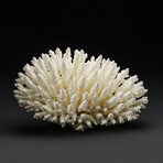 Genuine Natural Finger Coral v.1