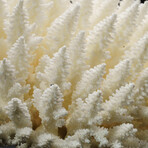 Genuine Natural Finger Coral v.1