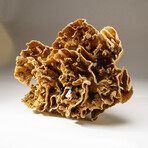 Genuine Natural Lettuce Coral