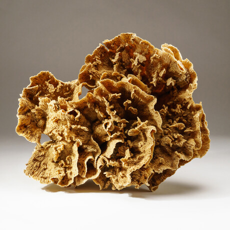 Genuine Natural Lettuce Coral