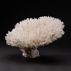 Genuine Table Coral