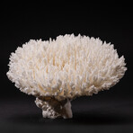 Genuine Table Coral