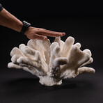 Genuine Giant Cat's Paw Coral v.1