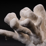 Genuine Giant Cat's Paw Coral v.1