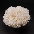 Genuine Table Coral