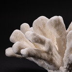 Genuine Giant Cat's Paw Coral v.1