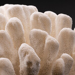 Genuine Giant Cat's Paw Coral v.2