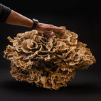 Genuine Giant Lettuce Coral