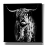 Hippy Highland Cow (18"H x 18"W x 0.75"D)