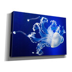 Translucent Jellyfish (18"H x 26"W x 0.75"D)