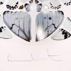 Damien Hirst //  Psalm: Exaudi, Domine // 2009