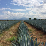 Amigo Set // Blanco & Blanco Diablo Tequilas // Set of 2 // 750 ml Each