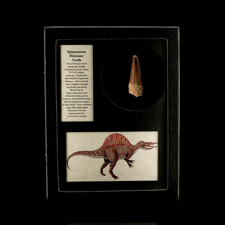 Spinosaurus Tooth Fossil