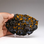 Genuine Natural Seymchan Pallasite Meteorite Slice with Acrylic Display Stand // 100 g