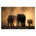 Remembering Elephants