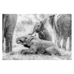 Remembering Elephants