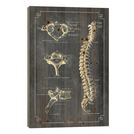 Bones Of The Spine by ChartSmartDecor