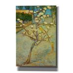 Small Pear Tree In Blossom