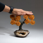 The Calming Tree // Custom Genuine Citrine Clustered Gemstone Tree on Citrine Matrix