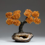 The Calming Tree // Custom Genuine Citrine Clustered Gemstone Tree on Citrine Matrix