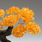 The Money Tree // Custom Citrine Clustered Gemstone Tree on Amethyst Matrix