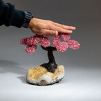 The Comfort Tree // Custom Genuine Rose Quartz Clustered Gemstone Tree on Citrine Matrix v.1