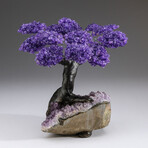 The Protection Tree // Custom Genuine Amethyst Clustered Gemstone Tree on Amethyst Matrix