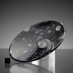 Ammonite and Belemnite Small Round Dish