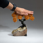 The Calming Tree // Custom Genuine Citrine Clustered Gemstone Tree on Citrine Matrix v.2