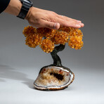 The Calming Tree // Custom Genuine Citrine Clustered Gemstone Tree on Citrine Matrix v.3