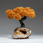 The Calming Tree // Custom Genuine Citrine Clustered Gemstone Tree on Citrine Matrix v.3