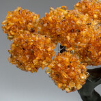 The Calming Tree // Custom Genuine Citrine Clustered Gemstone Tree on Citrine Matrix v.3