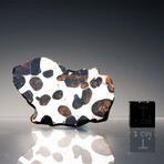Brenham Pallasite Meteorite // Ver. 5