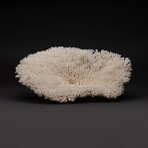 Genuine Natural Table Coral // Ver. 3