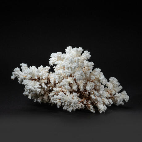 Genuine Natural Stem Coral // Ver. 2