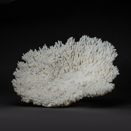 Genuine Natural Table Coral // Ver. 1