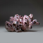 Natural Purple Acorn Barnacle Cluster // Ver. 3