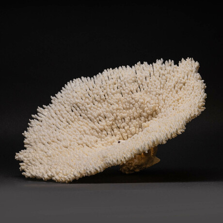 Genuine Natural Table Coral // Ver. 4