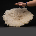 Genuine Natural Table Coral // Ver. 4