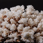 Genuine Stem Coral