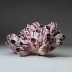 Natural Purple Acorn Barnacle Cluster // Ver. 3