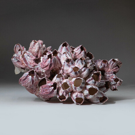 Natural Purple Acorn Barnacle Cluster // Ver. 4