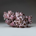 Natural Purple Acorn Barnacle Cluster // Ver. 4