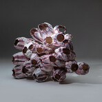 Natural Purple Acorn Barnacle Cluster // Ver. 2