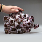 Natural Purple Acorn Barnacle Cluster // Ver. 2