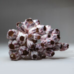 Natural Purple Acorn Barnacle Cluster // Ver. 2