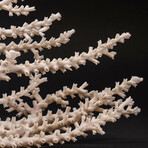 Genuine Natural Branch Coral //