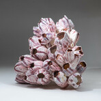 Natural Purple Acorn Barnacle Cluster // Ver. 1