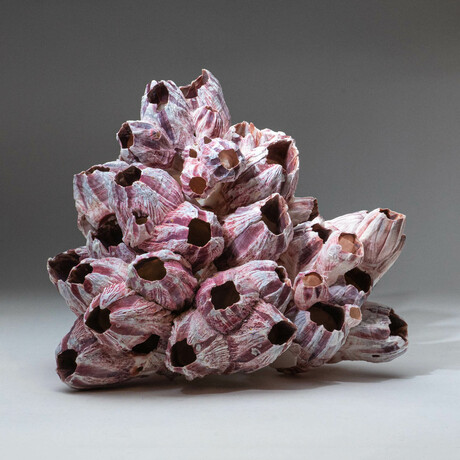 Natural Purple Acorn Barnacle Cluster // Ver. 1