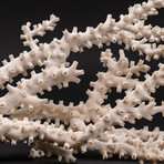 Genuine Natural Branch Coral //